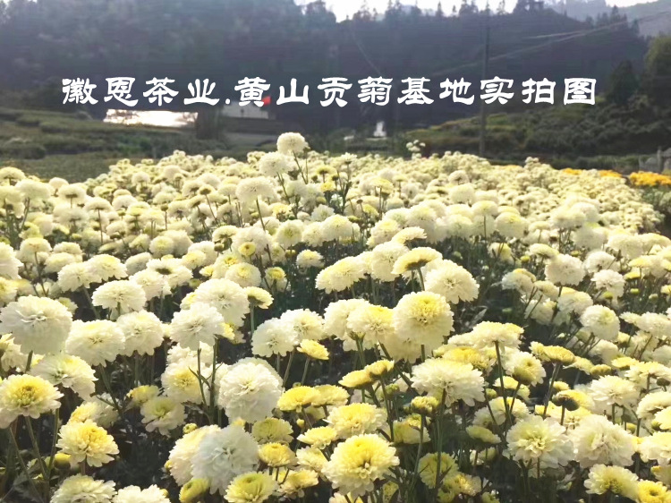 墨红玫瑰花冠茶