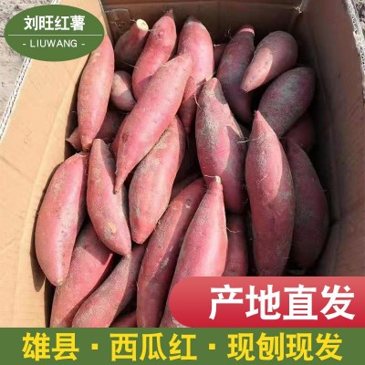 现刨西瓜红红薯大面积种植新鲜红薯烤红薯用各种品质红薯雄县产地