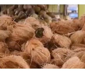 现代农业之——椰子的收获与椰油、椰糖