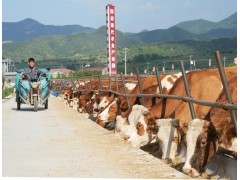 河北隆化：发展肉牛养殖助力乡村振兴